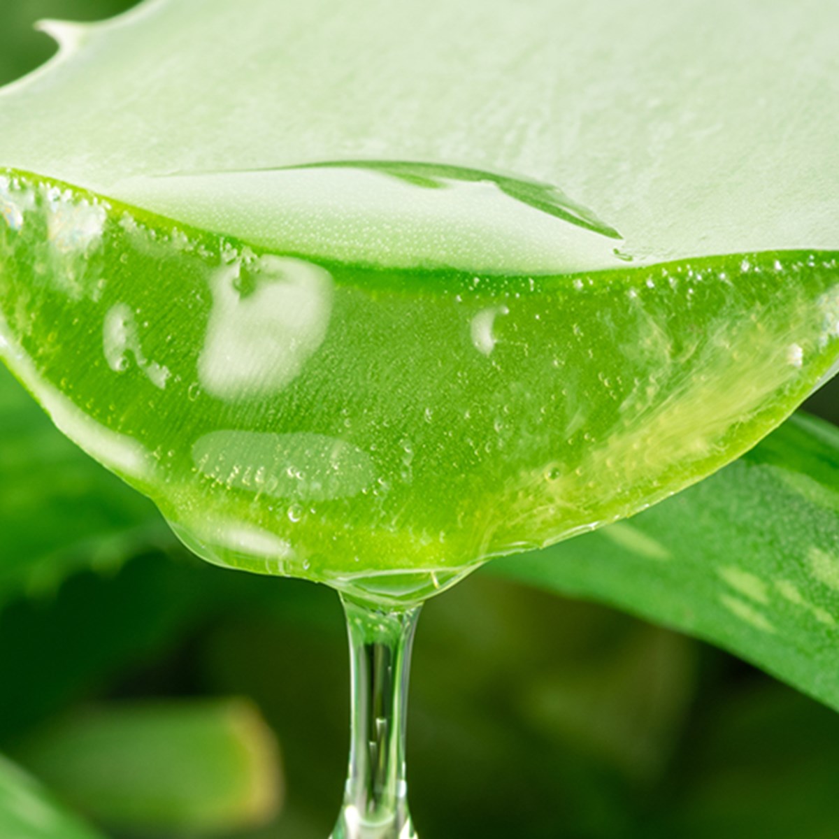 Aloe-vera-Gel: So wirkt der Beauty-Allrounder