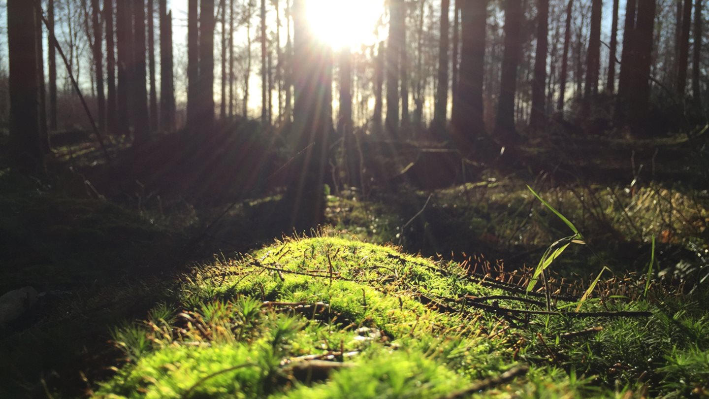 Wald-Knigge: So verhalten Sie sich achtsam