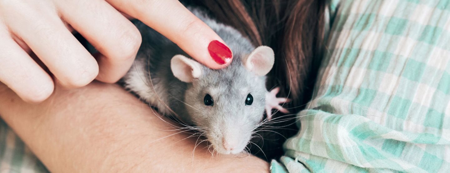 Wie Sie Tierversuche in der Kosmetik wirklich vermeiden