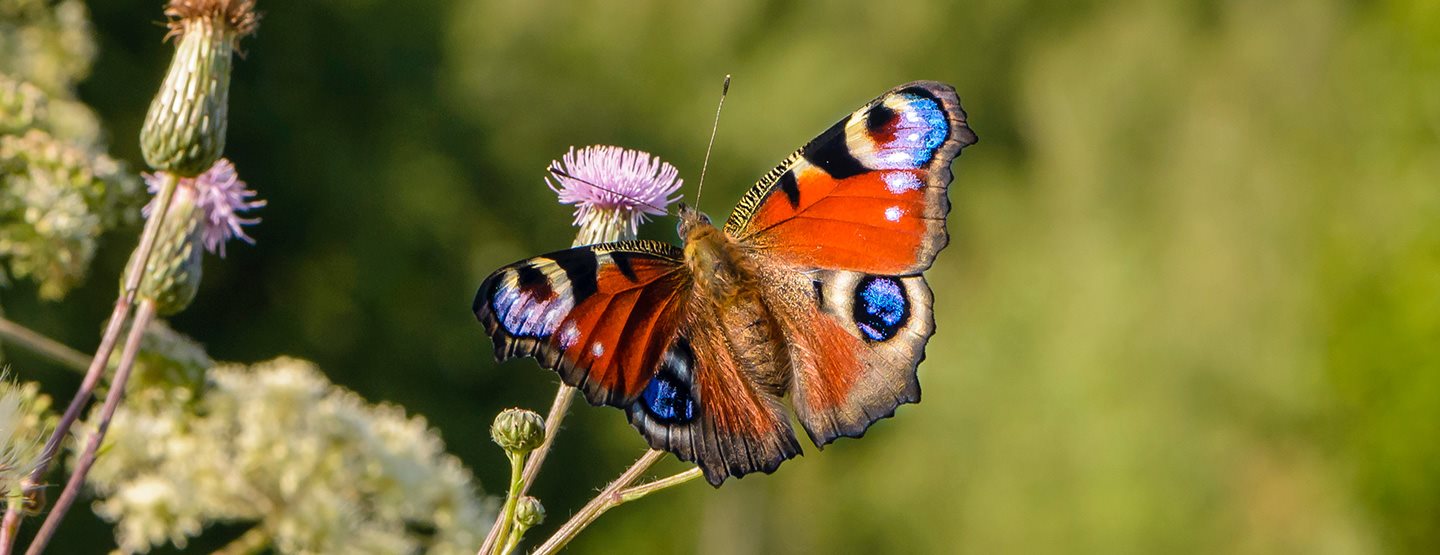 Natur beobachten: Werde zum Citizen Scientist 