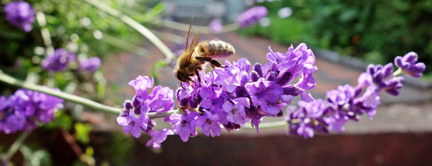 Naturnaher Balkon: Vielfalt auf kleinstem Raum