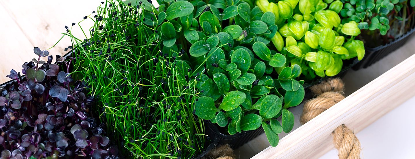 Microgreens anbauen: Darauf kommt es laut Experten an