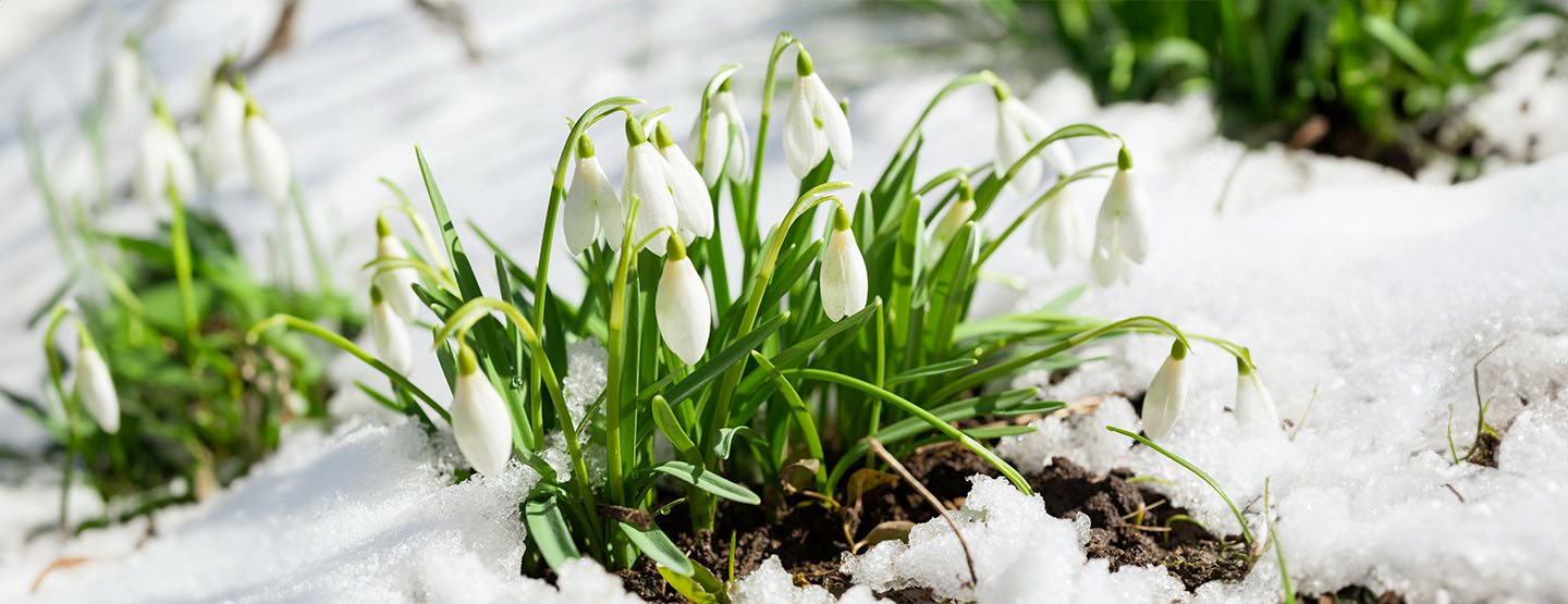 Das Schneeglöckchen: Der Vorfrühlingsbote mit vielen Besonderheiten