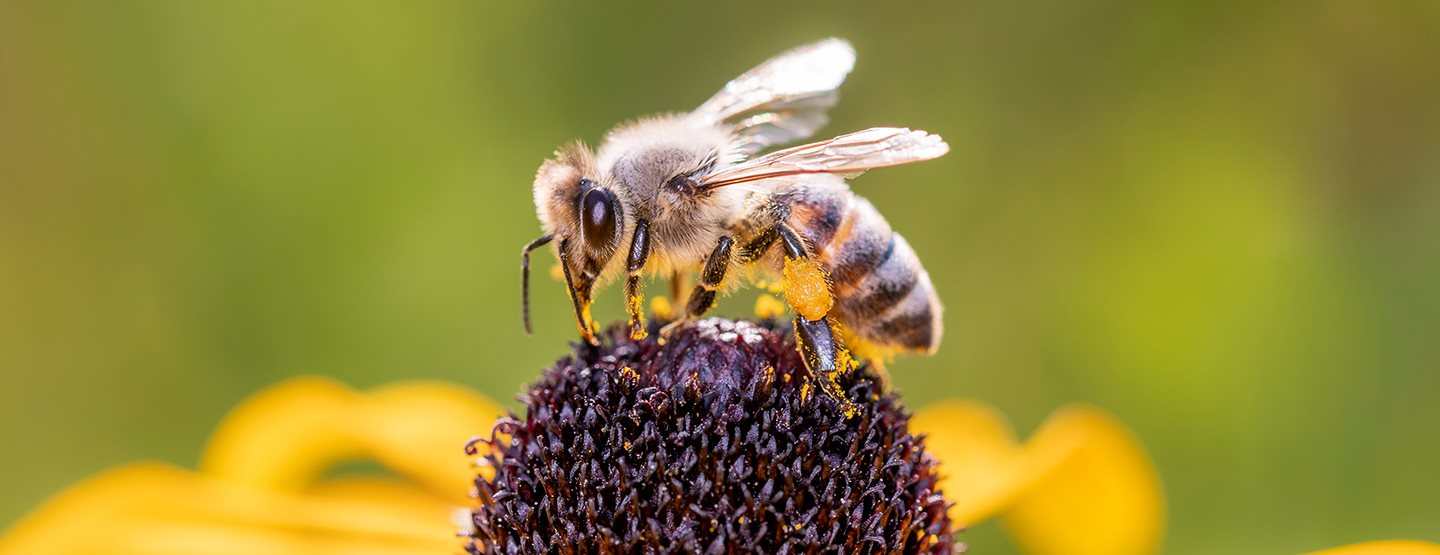 Insektensterben: Diese sieben Tipps helfen Biene & Co