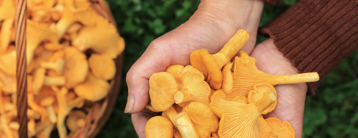 Pilze-Guide: Alles zum Sammeln und Zubereiten von Schwammerln