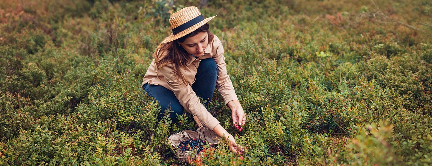 Trend „Foraging“: Warum jetzt alle essbare Wildpflanzen in der Natur sammeln