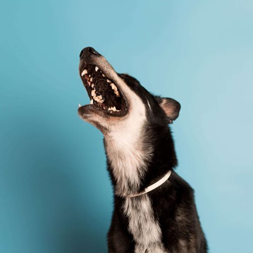 Zähne: Auch Hunde und Katzen brauchen Vorsorge
