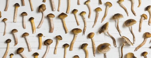Pilze trocknen: Wie es richtig geht