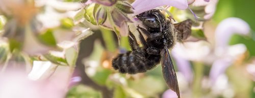 Insektenhotel: Anleitung zum selbst bauen