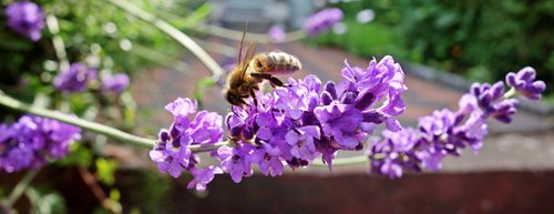 Balkon mit heimischen Pflanzen: Blüten, Wasserstelle und Nisthilfen auf kleinem Raum 