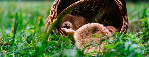 Parasol Rezept: So gelingt ein Herbstklassiker