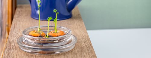 Regrowing: Gemüsereste verwerten und nachwachsen lassen