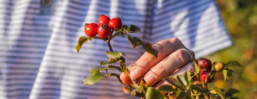 Regionales Superfood Hagebutte: Das kann die saisonale Superfrucht