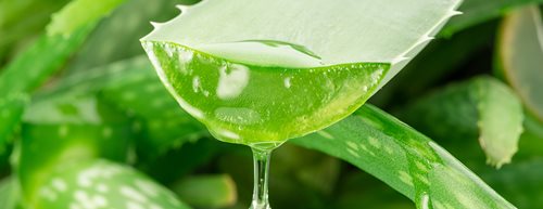 Aloe-vera-Gel: So wirkt der Beauty-Allrounder