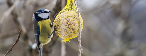 Vögel füttern: So geht’s laut Expertin richtig