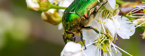 Insekten: Warum sie wahre Wunderwesen auf sechs Beinen sind