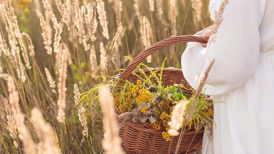 Phytotherapie in den Wechseljahren