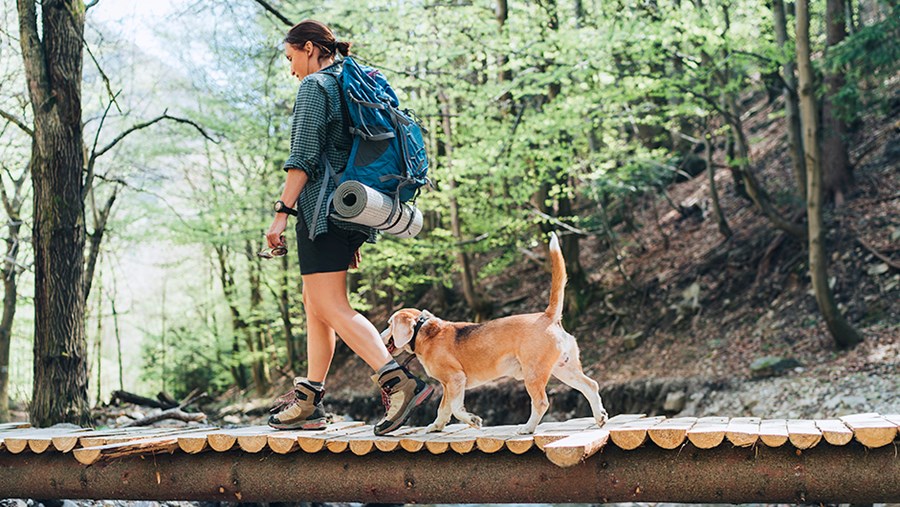 Wandern mit Hund – diese Tipps sollten Sie kennen
