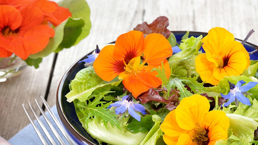 Blumen Kasten Erde