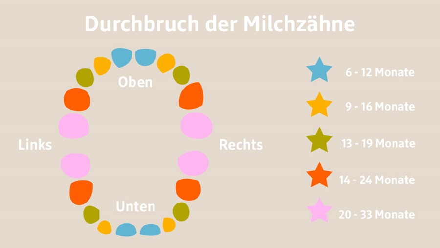 Milchzahn-Gebiss: Durchbruch 