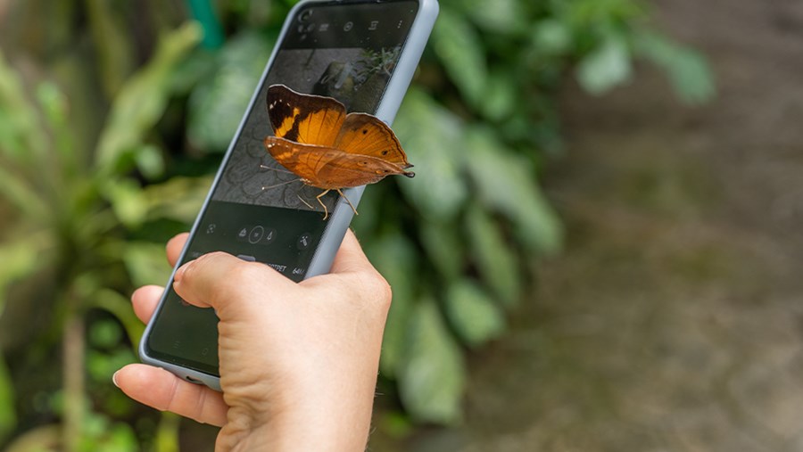 Schmetterling sitzt auf Handy.